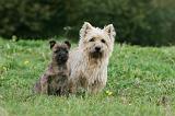 CAIRN TERRIER 516